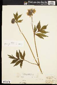 Hydrophyllum virginianum image