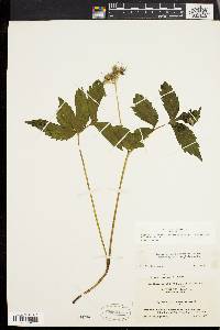 Hydrophyllum virginianum image