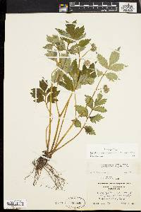 Hydrophyllum virginianum image