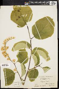 Styrax obassis image