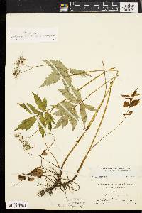 Hydrophyllum virginianum image