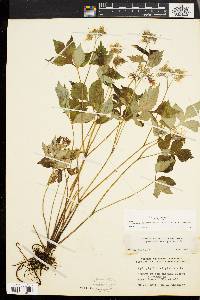 Hydrophyllum virginianum image