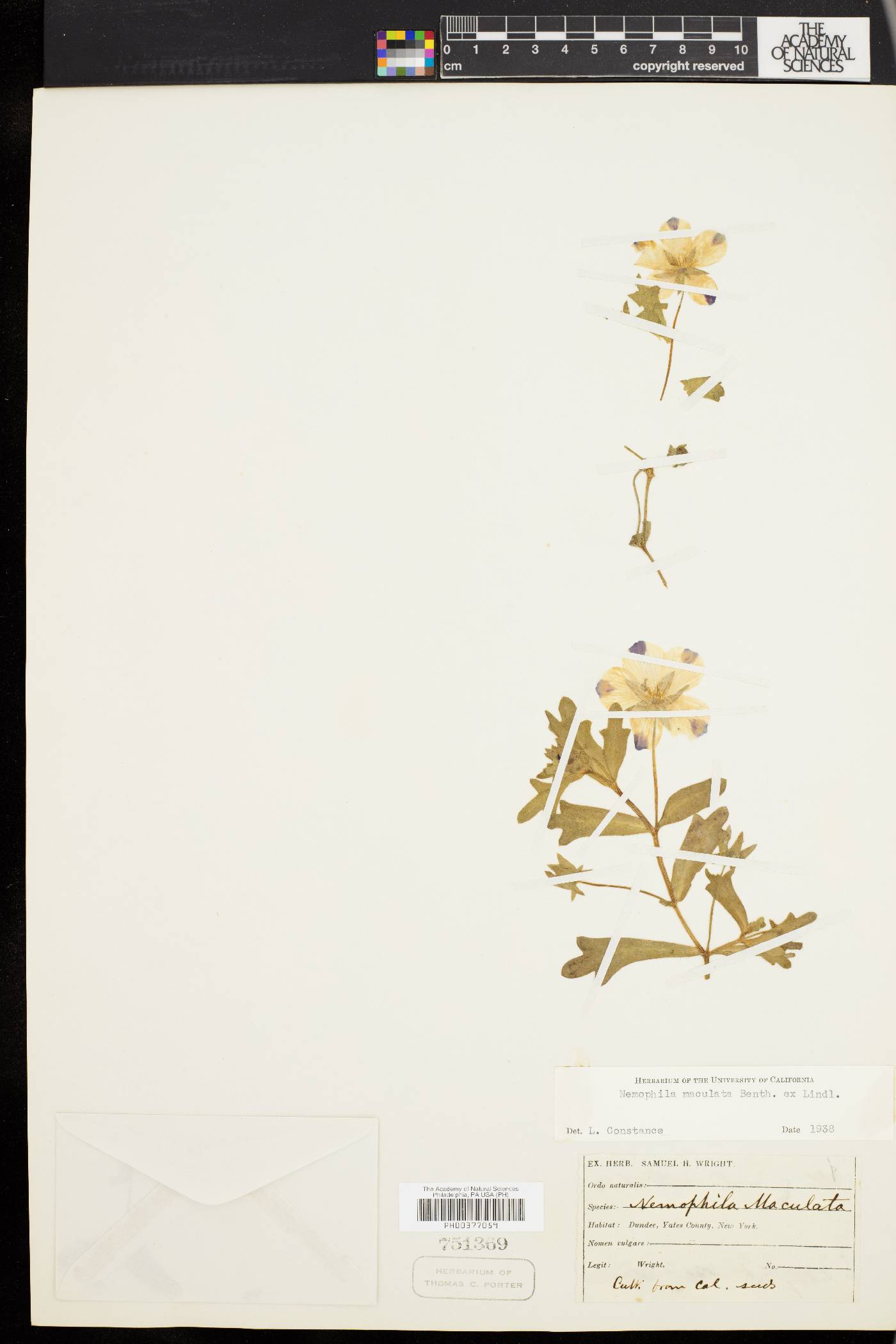 Nemophila maculata image