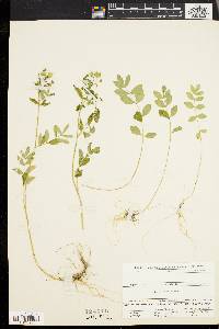 Polemonium reptans image