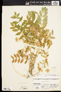 Polemonium reptans image