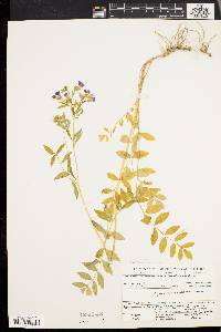 Polemonium reptans image