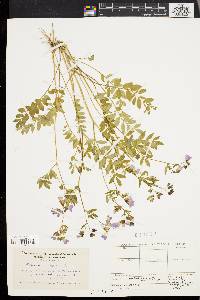 Polemonium reptans image