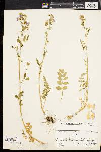 Polemonium reptans image