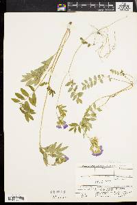 Polemonium reptans image