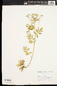 Polemonium reptans image