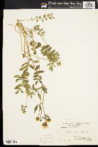 Polemonium reptans image