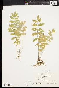 Polemonium reptans image