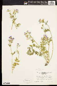 Polemonium reptans image