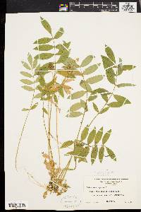 Polemonium reptans image