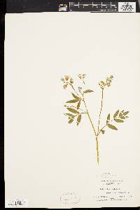 Polemonium reptans image