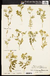 Polemonium reptans image