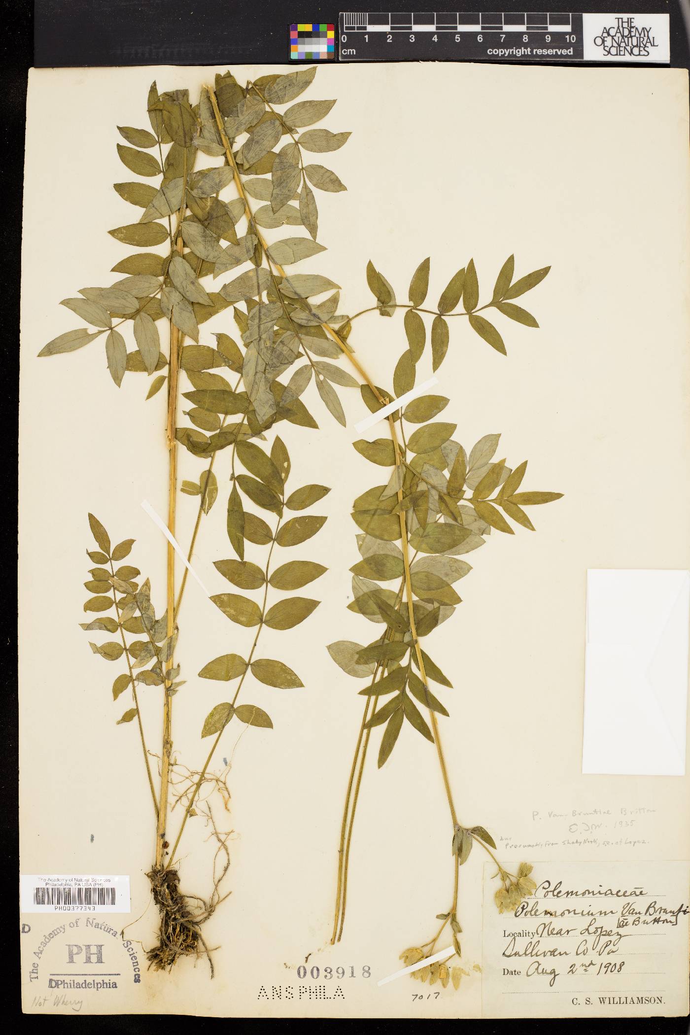 Polemonium vanbruntiae image