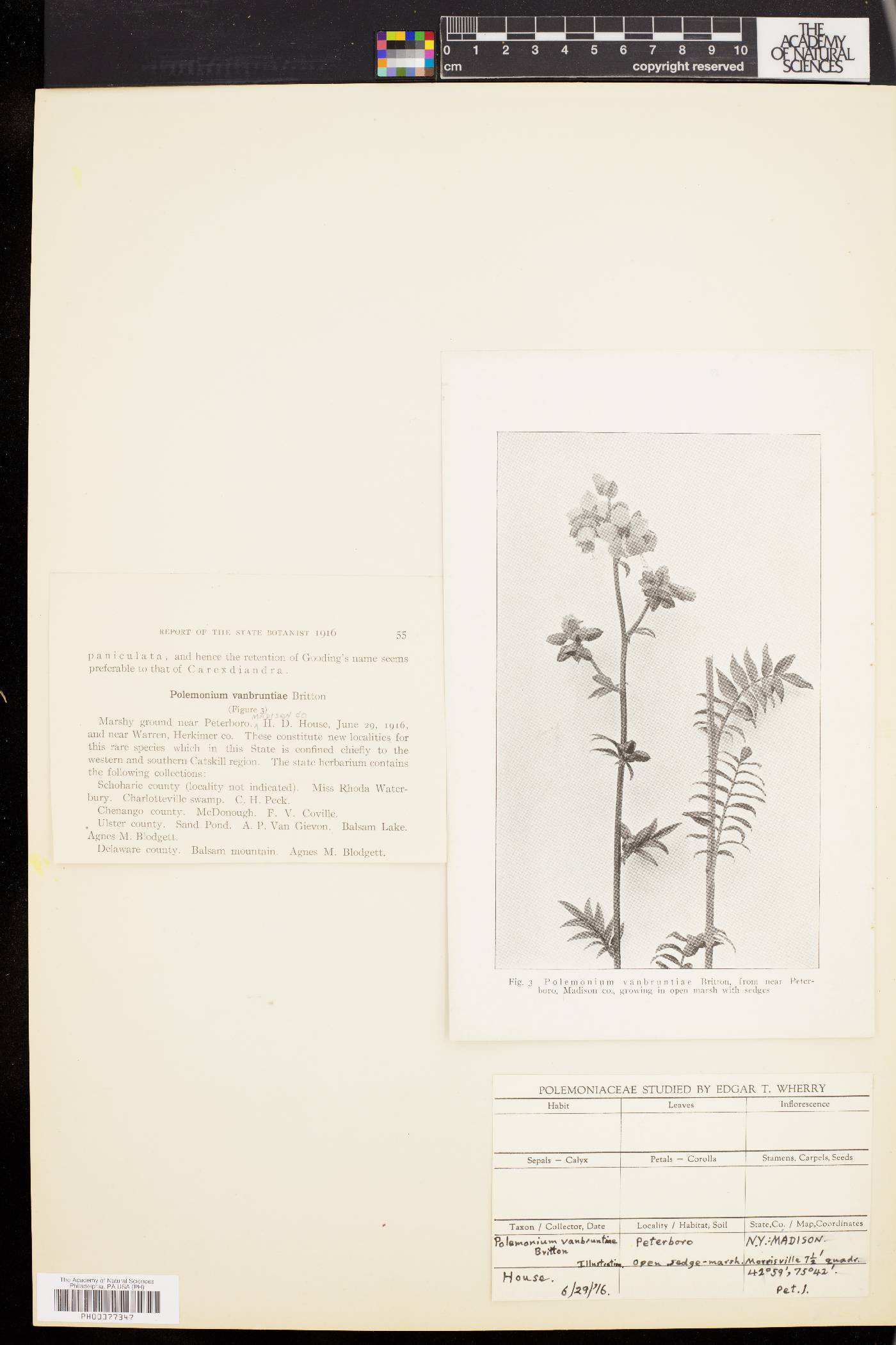 Polemonium vanbruntiae image