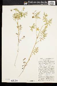 Ellisia nyctelea image