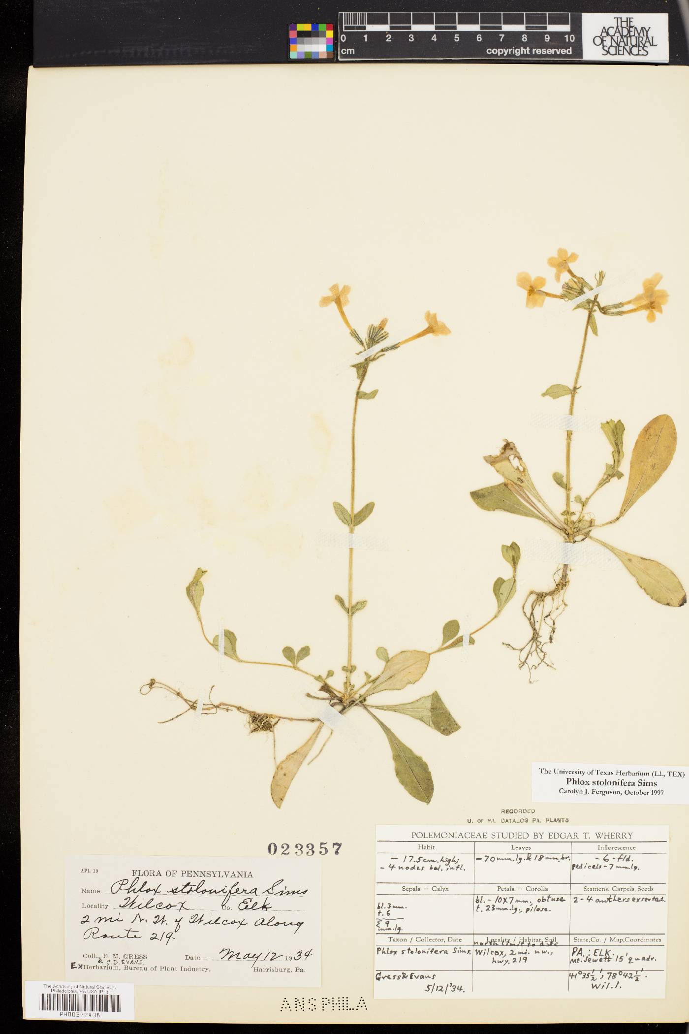 Phlox stolonifera image