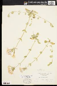 Phlox stolonifera image