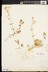 Phlox stolonifera image