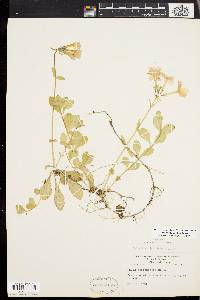 Phlox stolonifera image