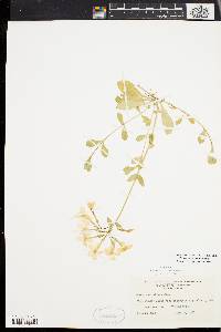 Phlox stolonifera image