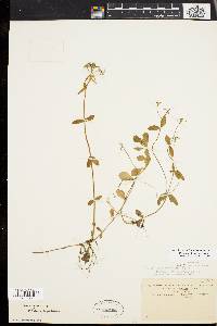 Phlox stolonifera image