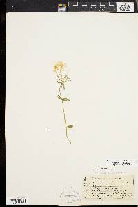 Phlox stolonifera image