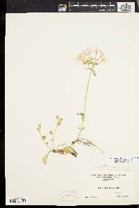 Phlox stolonifera image