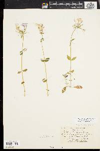 Phlox stolonifera image