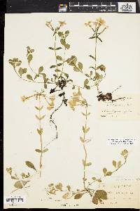 Phlox stolonifera image