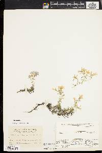 Phlox subulata image