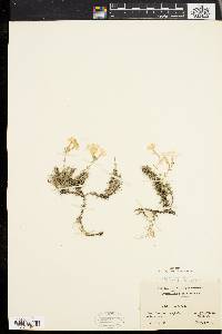 Phlox subulata image