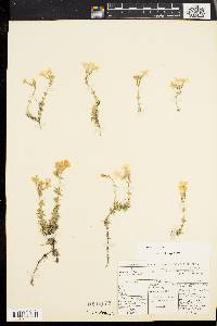 Phlox subulata image