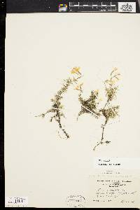 Phlox subulata image