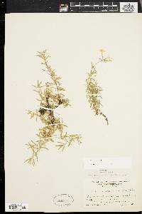 Phlox subulata image