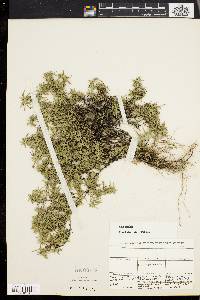 Phlox subulata image