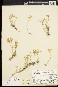 Phlox subulata image