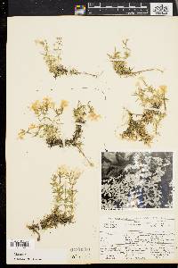 Phlox subulata image