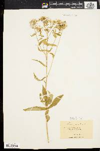 Phlox paniculata image