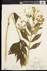 Phlox paniculata image