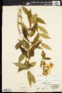 Phlox paniculata image