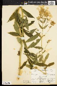 Phlox paniculata image