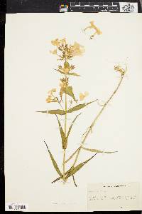 Phlox maculata image