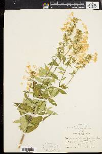 Phlox maculata image