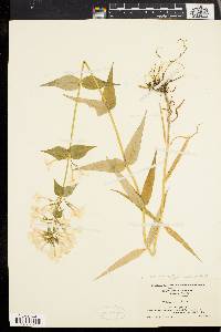 Phlox maculata image