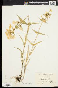 Phlox maculata image