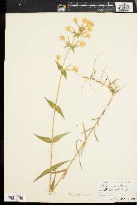 Phlox maculata image